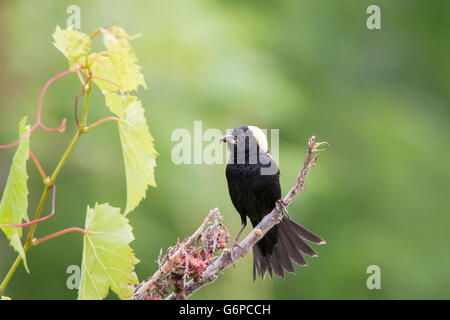 Ein Männchen isoliert Bobolink (Dolichonyx Oryzivorus) auf grünem Hintergrund Stockfoto