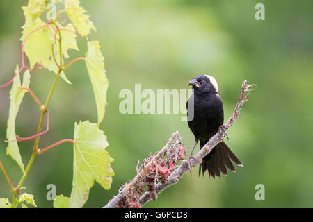 Ein Männchen isoliert Bobolink (Dolichonyx Oryzivorus) auf grünem Hintergrund Stockfoto