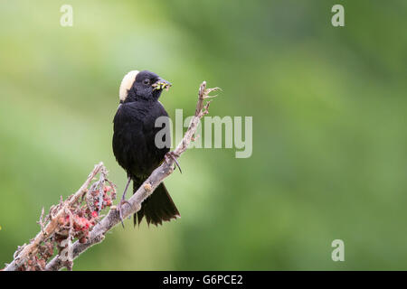 Ein Männchen isoliert Bobolink (Dolichonyx Oryzivorus) auf grünem Hintergrund Stockfoto