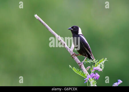 Ein Männchen isoliert Bobolink (Dolichonyx Oryzivorus) auf grünem Hintergrund Stockfoto