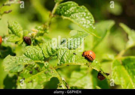 Rote Maden von der Kartoffel-Bug auf grüne Zettel die Kartoffeln Stockfoto