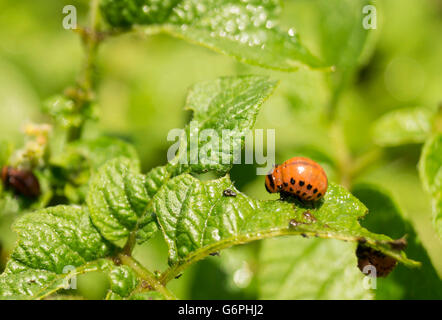 Rote Maden von der Kartoffel-Bug auf grüne Zettel die Kartoffeln Stockfoto