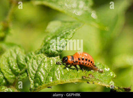 Rote Maden von der Kartoffel-Bug auf grüne Zettel die Kartoffeln Stockfoto