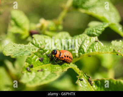 Rote Maden von der Kartoffel-Bug auf grüne Zettel die Kartoffeln Stockfoto