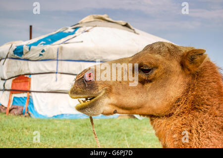 Kamel vor der Jurte genannt ein ger auf Steppe in der Mongolei Stockfoto