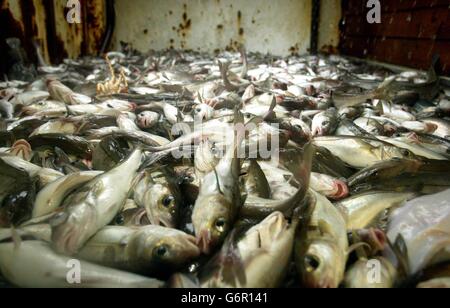 Schottisches Fischerei-Industrie Stockfoto