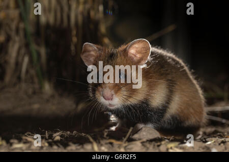 Europäischer Hamster, Jugendkriminalität, im Kornfeld, Europa / (Cricetus Cricetus) Stockfoto