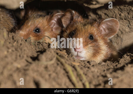 Europäischer Hamster, Jugendkriminalität, in ihre Höhle, Europa / (Cricetus Cricetus) Stockfoto