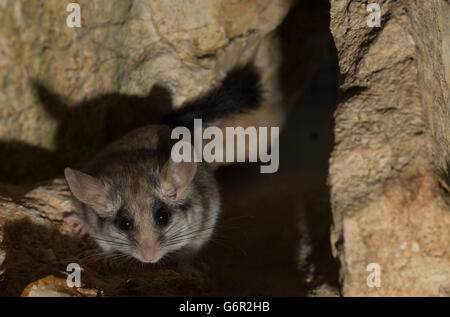 Asiatische Gartenschläfer (Eliomys Melanurus), Erwachsener, Frau, Stockfoto