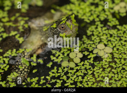 Europäische Sumpfschildkröte, Baden im Teich mit Wasserlinsen, Europa / (Emys Orbicularis) Stockfoto