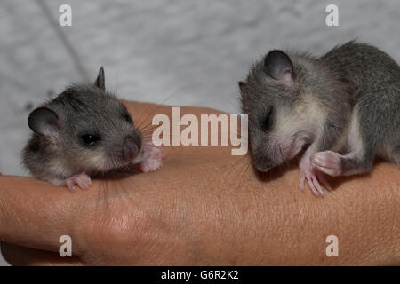 Hand erhoben Fett Siebenschläfer auf einer Seite, Jungtiere, Europa / essbare Siebenschläfer (Glis Glis) Stockfoto