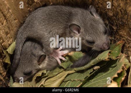 Fett, Siebenschläfer, essbare Siebenschläfer, Jugendkriminalität im Nest, Europa / (Glis Glis) Stockfoto