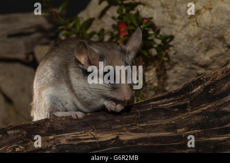 Asiatische Gartenschläfer, Erwachsener, Frau, Afrika, Asien / (Eliomys Melanurus) Stockfoto