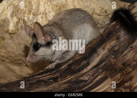 Asiatische Gartenschläfer, Erwachsener, Frau, Afrika, Asien / (Eliomys Melanurus) Stockfoto