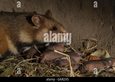 Europäischer Hamster, Weibchen mit jungen, 6 Tage, im Fuchsbau, Europa, (Cricetus Cricetus) Stockfoto