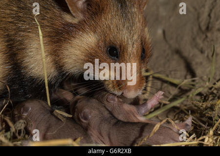 Europäischer Hamster, Weibchen mit jungen, 6 Tage, im Fuchsbau, Europa, (Cricetus Cricetus) Stockfoto