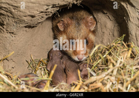 Europäischer Hamster, Weibchen mit jungen, 7 Tage, in Bau, Europa, (Cricetus Cricetus) Stockfoto