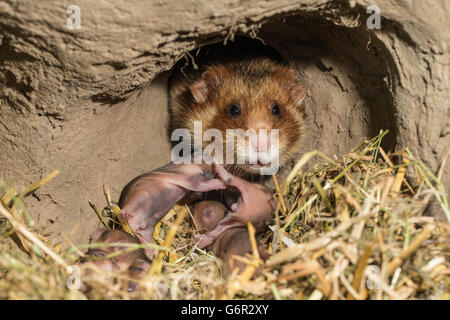 Europäischer Hamster, Weibchen mit jungen, 7 Tage, in Bau, Europa, (Cricetus Cricetus) Stockfoto