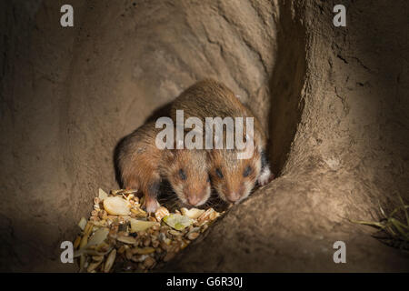 Europäischer Hamster, Youngs, 13 Tage im Fuchsbau, Europa, (Cricetus Cricetus) Stockfoto