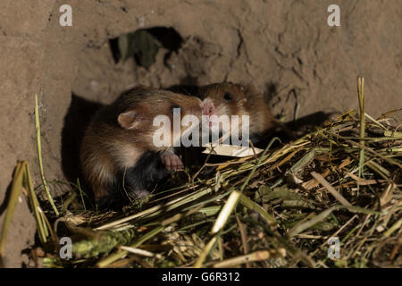 Europäischer Hamster, Youngs, 16 Tage, im Fuchsbau, Europa, (Cricetus Cricetus) Stockfoto