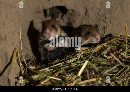 Europäischer Hamster, Youngs, 16 Tage, im Fuchsbau, Europa, (Cricetus Cricetus) Stockfoto