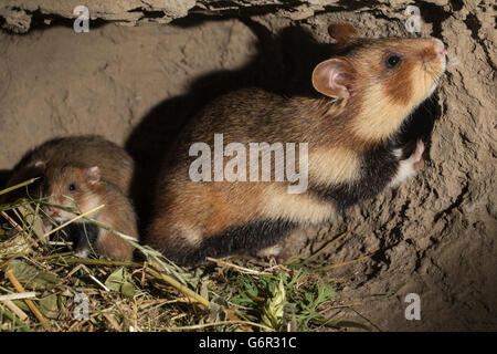 Europäischer Hamster, Weibchen mit jungen, 16 Tage, im Fuchsbau, Europa, (Cricetus Cricetus) Stockfoto