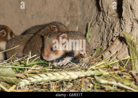 Europäischer Hamster, Youngs, 17 Tage im Fuchsbau, Europa, (Cricetus Cricetus) Stockfoto