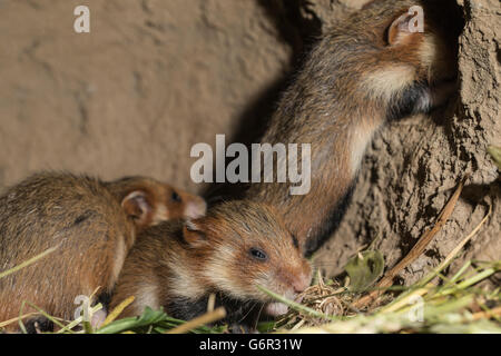 Europäischer Hamster, Youngs, 17 Tage im Fuchsbau, Europa, (Cricetus Cricetus) Stockfoto