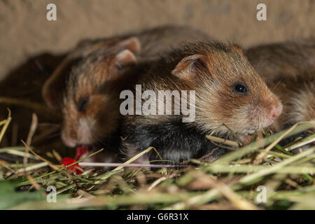 Europäischer Hamster, Youngs, 17 Tage im Fuchsbau, Europa, (Cricetus Cricetus) Stockfoto