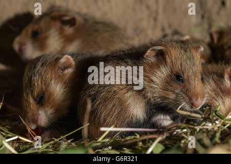 Europäischer Hamster, Youngs, 17 Tage im Fuchsbau, Europa, (Cricetus Cricetus) Stockfoto