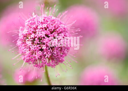 Crosswort / (Phuopsis Stylosa) Stockfoto