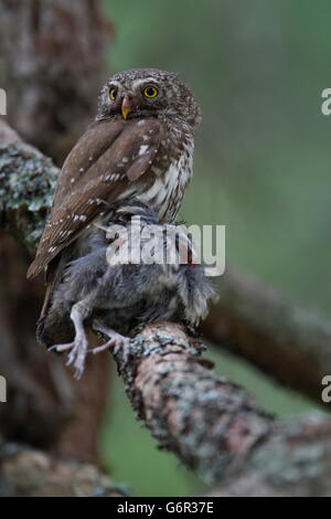 Pygmy Eule mit Beute, Kärnten, Österreich / (Glaucidium Passerinum) Stockfoto