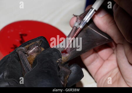 Noctule, die Blutprobe für wissenschaftliche Forschung, Brandenburg, Deutschland / (Nyctalus Noctula) Stockfoto