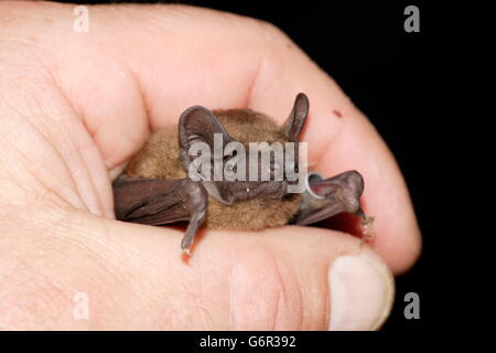 Noctule in der Hand, Brandenburg, Deutschland / (Nyctalus Noctula) / beringt Stockfoto