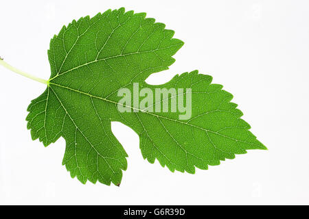 Maulbeerbaum, Blatt, Bulgarien / (Morus Alba) Stockfoto