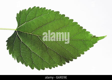 Maulbeerbaum, Blatt, Bulgarien / (Morus Alba) Stockfoto