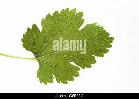 Maulbeerbaum, Blatt, Bulgarien / (Morus Alba) Stockfoto