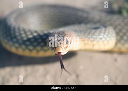 Kaspische Peitsche Schlange, flackernd seine Zunge, Bulgarien / (Dolichophis Caspius) / große Peitsche Schlange Stockfoto