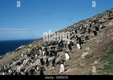 Rockhopper Penguin und König Kormorane, Saunders Island, Falkland-Inseln / (Eudytpes Crestatus, Eudyptes Chrysocome), (Phalacrocorax Atriceps Albiventer) / König Shag Stockfoto
