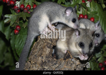 Essbare Siebenschläfer, Weibchen mit jungen, Deutschland / (Glis Glis) Stockfoto