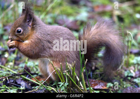 Schilder, rote Eichhörnchen zu speichern Stockfoto