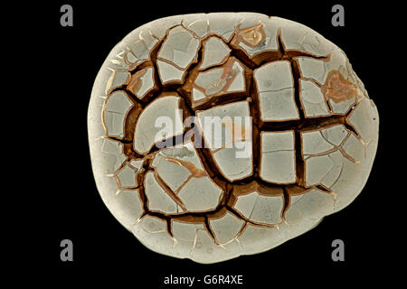 Septarian Konkretion oder (septarian Knötchen), Frankreich, eine dichte Masse gebildet durch Fällung von mineralischen Zement in Sedimentgestein Stockfoto