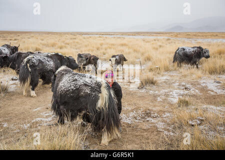 eine nomadische Frau ist in einem kalten Morgen in der westlichen Mongolei eine Kuh melken. Stockfoto