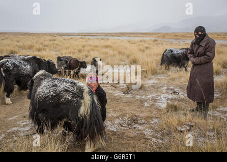 eine nomadische Frau ist in einem kalten Morgen in der westlichen Mongolei eine Kuh melken. Stockfoto