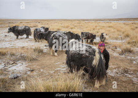 eine nomadische Frau ist in einem kalten Morgen in der westlichen Mongolei eine Kuh melken. Stockfoto