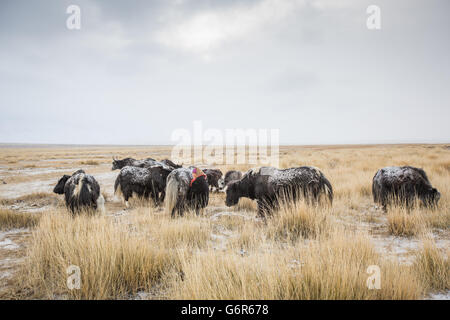 eine nomadische Frau ist in einem kalten Morgen in der westlichen Mongolei eine Kuh melken. Stockfoto