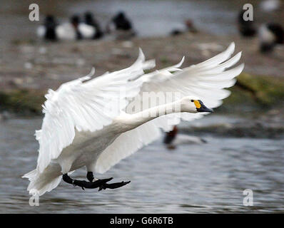 Bewick's Swan landet auf dem Swan Lake für die Nachmittagsfütterung im Wildfowl and Wetlands Trust, Slimbridge, Gloucestershire. Die Vögel ziehen aus dem arktischen Russland in den Winter bei Slimbridge über eine Reise von 2,000 Meilen mit den meisten wieder Jahr für Jahr. Die ersten Bewick's kamen für diesen Winter Mitte Oktober an und sind jetzt über 260 eine Menge, die steigen wird, wenn das Wetter kälter wird. Sir Peter Scott, der 1946 den Wildfowl and Wetlands Trust (WWT) gründete, entdeckte, dass Bewicks Schwäne individuell an ihren Billingsmustern erkannt werden können. Stockfoto