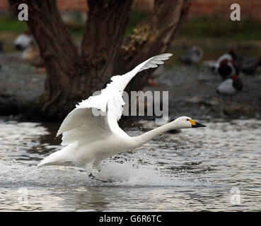 Bewick ´s Schwan landet auf Swan Lake Stockfoto