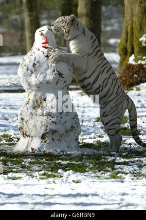 Chandi, ein weißer Tiger, spielt mit einem Schneemann, der von ihren Wärtern in ihrem Gehege im Longleat Safai Park in Wiltshire gebaut wurde, wo über Nacht vier Zentimeter Schnee fiel. Stockfoto