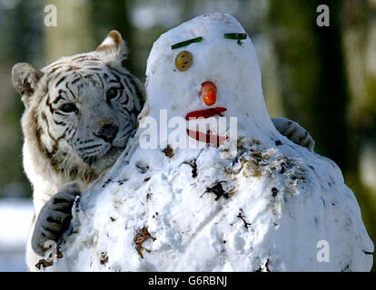 Ein weißer Tiger spielt im Schnee Stockfoto